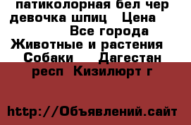 патиколорная бел/чер девочка шпиц › Цена ­ 15 000 - Все города Животные и растения » Собаки   . Дагестан респ.,Кизилюрт г.